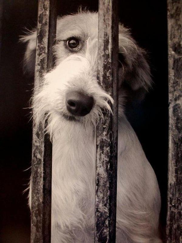 Odio el maltrato animal.