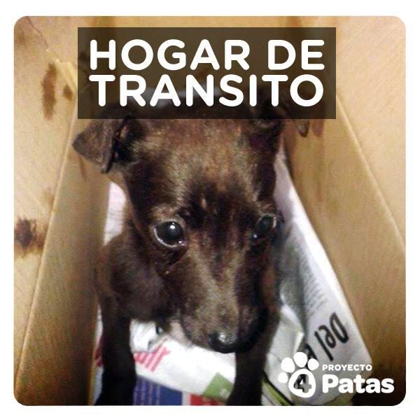 4_proyecto's tweet photo. Salvamos a este perrito Y Ya Esta En Nuestro Establecimiento http://t.co/jFQHunSIoK