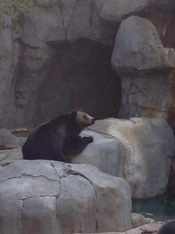 zzsmiller's tweet image. Bear I #wrestled today at the #SanDiegoZoo