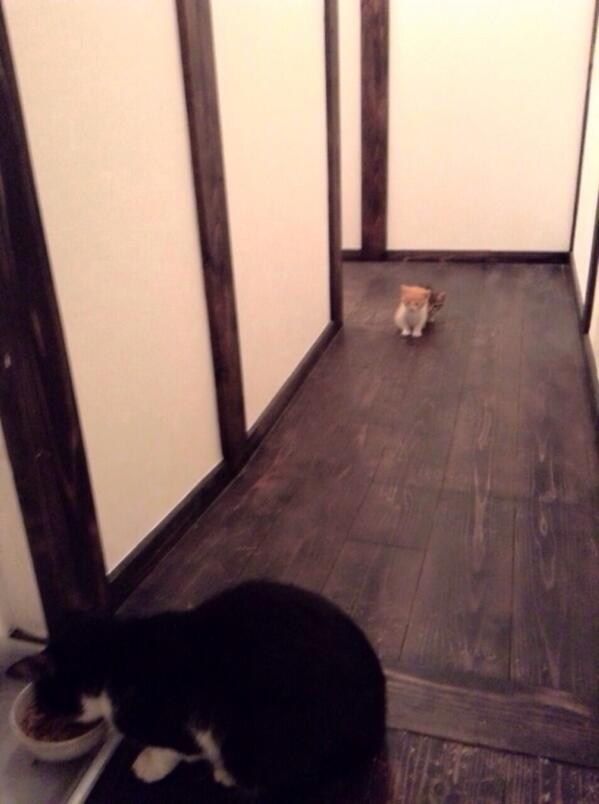 猫画像が送られてきたw先住民(オス)が怖いらしく2匹のチビが遠くから様子見てるw ちっさすぎて見にくいけど後ろに1匹隠れてるのがうける( ´ ▽ ` )