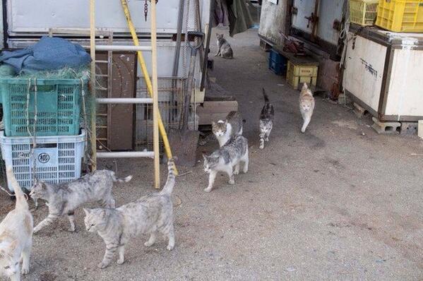 パブリックビューイングを見ていた猫たちは、魔法が解けたように会場から続々と出ていきましたｗｗｗ