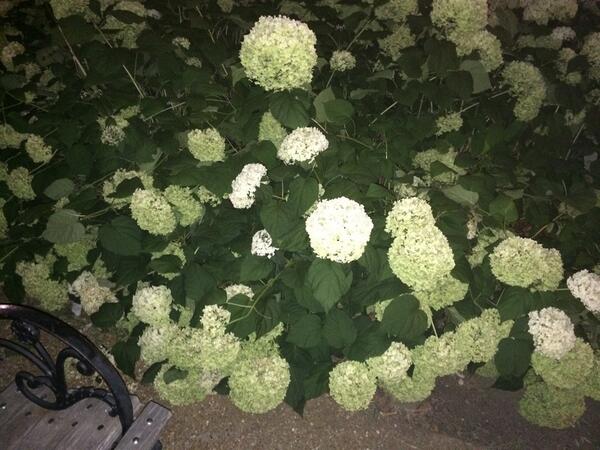 derricksmind's tweet image. She walked through the flower bush and not around it