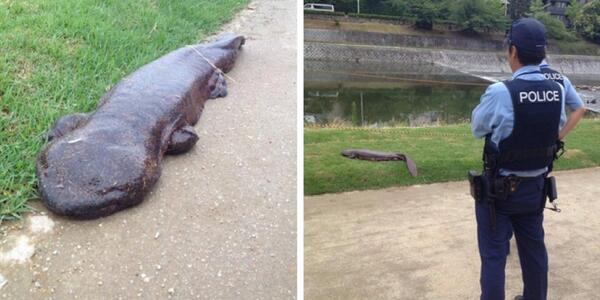 Cliff Pickover tweet media