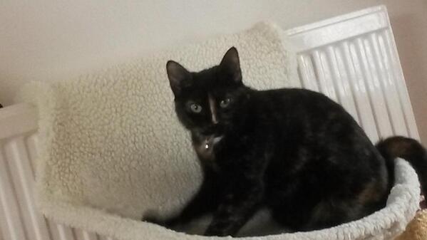 crumbcat1's tweet photo. Busy morning sleeping. Now time for a catnap. http://t.co/LXL8W4Fn67