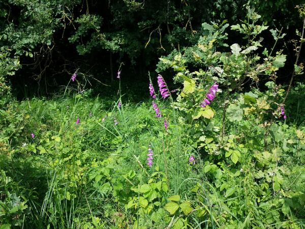 Jumstiņu gladiolas pļavā pie Īslīces upes.