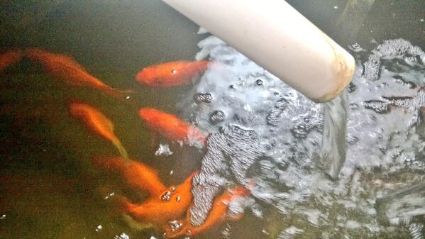 UrbanistFarms's tweet photo. Here are the gold fish that make all the aquaponics plant growth possible --> http://t.co/OzNtiNYPWQ
