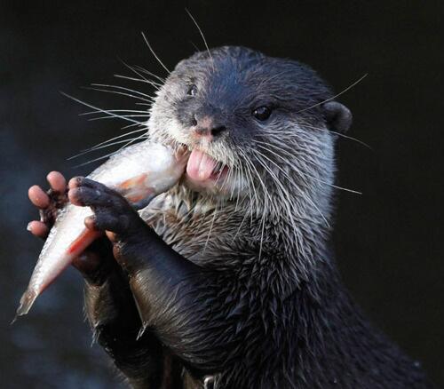 ImageFun99's tweet photo. An #Asian Short-Clawed #Otter Eats a #Fish | http://t.co/llltmgFYxW | http://t.co/QTe448Leml