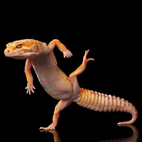 ImageFun99's tweet photo. This #Gecko Appears to be #Dancing - By Shikhei Goh Taken | http://t.co/4mYKongEKJ | http://t.co/pWLXY198cQ