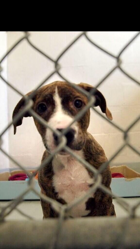 Rescue pets aren't 'bad' pets. They've just been unlucky e.g. owner passed away. So let's help them. #adopt  <a href="/pupaid/">Pup Aid 2026</a>