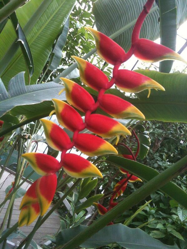 Arceae Alocasia x Amazonica
