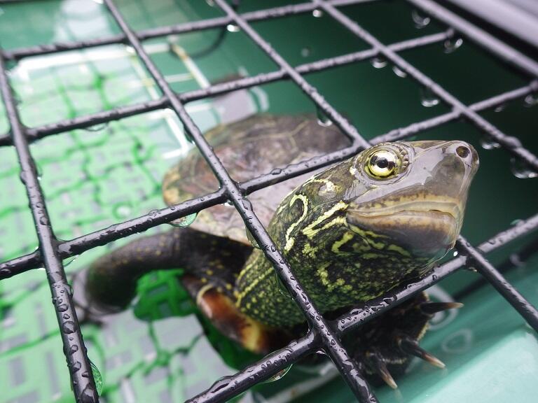 ウンキュウ イシガメ クサガメと交雑種の特徴 見分け方
