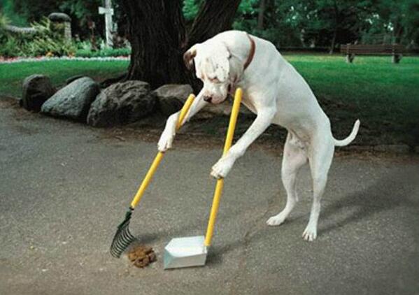 jamessolway's tweet photo. Clearing up after dirty kids, good boy. http://t.co/11UuQfsgid