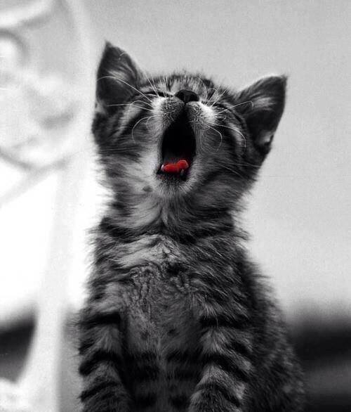 🖤💙 tweet media