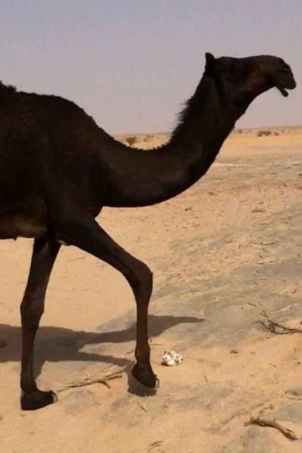 al__abl's tweet image. صدامه بنت مسكت ملك ذعارمرداس الرجباني http://t.co/zJvgUBU7lT"”