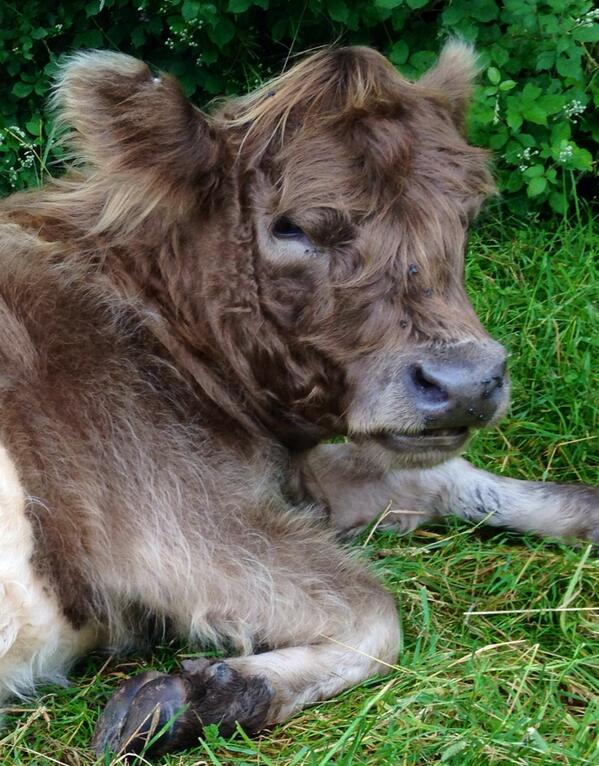 TinaKeeble's tweet image. The big Beltie taking the weight off her feet... Very pregnant #Greywell