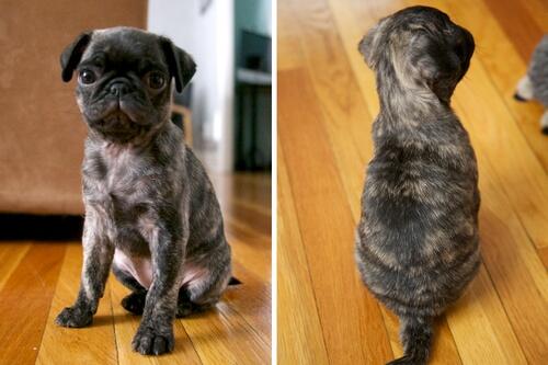 what_the_pug's tweet photo. Cute ... - http://t.co/BrQfPwHqGG #CutePugPicture #CutePugPictures #PerfectBrindlePug #PugLove #PugPicture http://t.co/hUSNzsSknx
