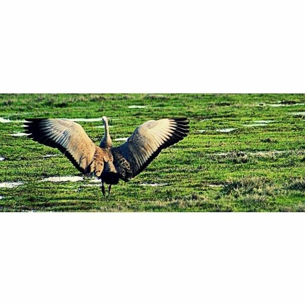 #capebarrengoose #bird #bigbird #goose #wings #wingspan #feathers #fly #birdextreme #wil... ift.tt/1kplUVc