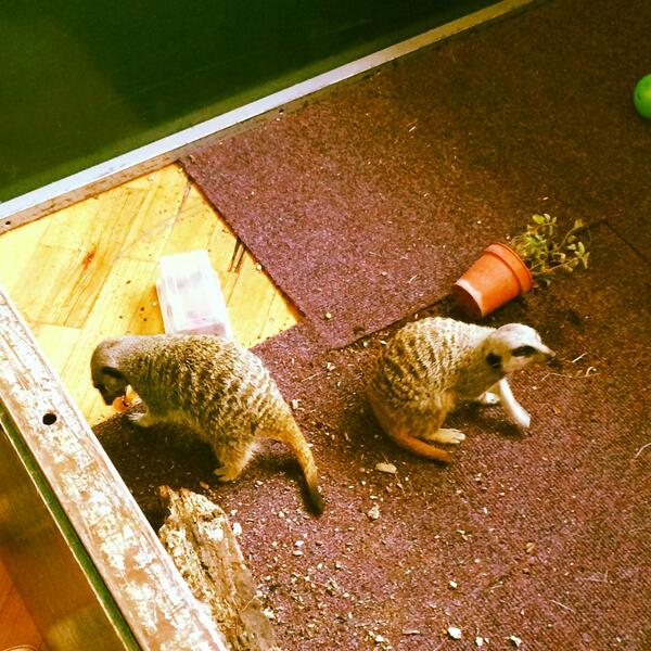 SundayStyling's tweet image. Animal encounter! I love meerkats! @ClairesUK_PR @ClairesEurope #rainbowlooms #LondonZoo