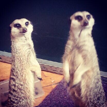 SundayStyling's tweet image. Meerkats! #rainbowlooms @ClairesEurope @ClairesUK_PR @zsllondonzoo