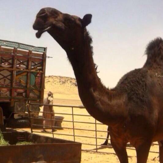 al__abl's tweet image. القعوده بنت الفحل مسكت http://t.co/vg6RM9zS7R"”