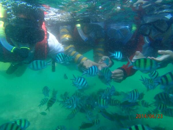 PEPALA_1D's tweet photo. One of the best part ! SNORKELING ! http://t.co/OdRIQfU4lo