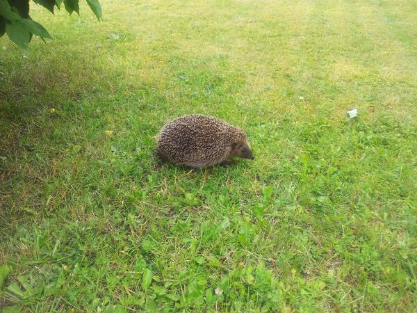 K_Sandell's tweet image. Idag var bara Smulan ute o traskade i trädgården
Stickan o Solveig skulle kolla VM o ville inte jaga käk
#igelkottar