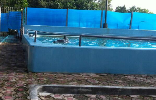 Save Dolphins Ind tweet media