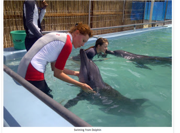 Save Dolphins Ind tweet media