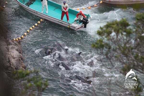 5 Ways To Help Stop the Taiji Dolphin Slaughter in 5 Minutes or Less #Tweet4Dolphins ryot.org/5-ways-take-ac…