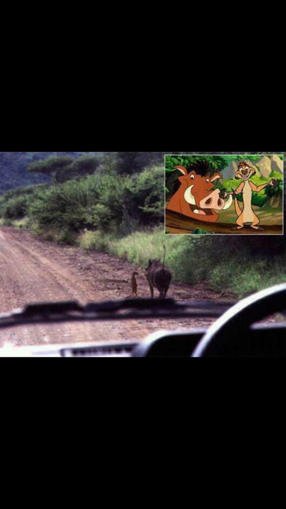 cristoferx25's tweet photo. Jajajaja mira lo k e encontrado @jmanuelcazallas timon y pumba hakuna matata http://t.co/pw8zXLZZ9E