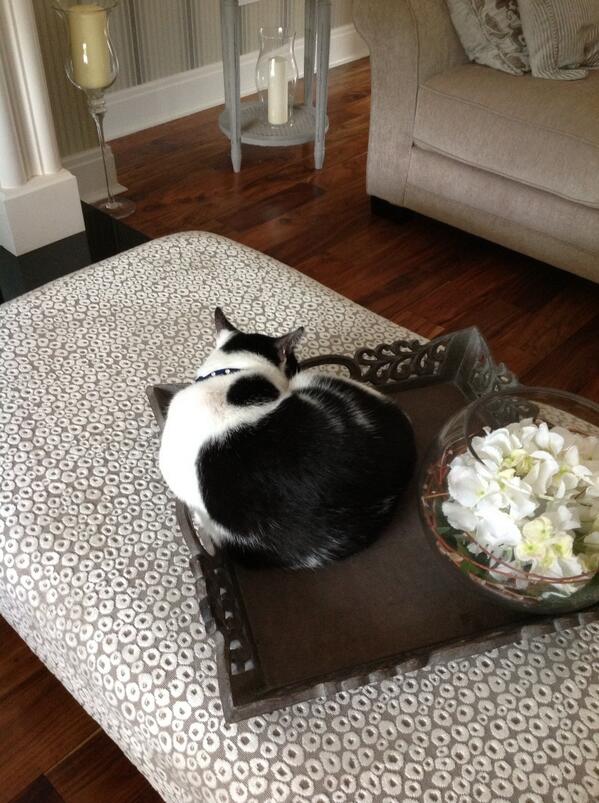 maireadfleming's tweet image. Hudson can sit anywhere but picks this!! #notcomfortable #gottalovecats