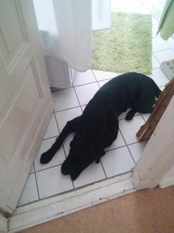 Kein Labbi-Wetter. Zu schwül. Ein Lob dem Erfinder der keramischen Bodenfliesen...