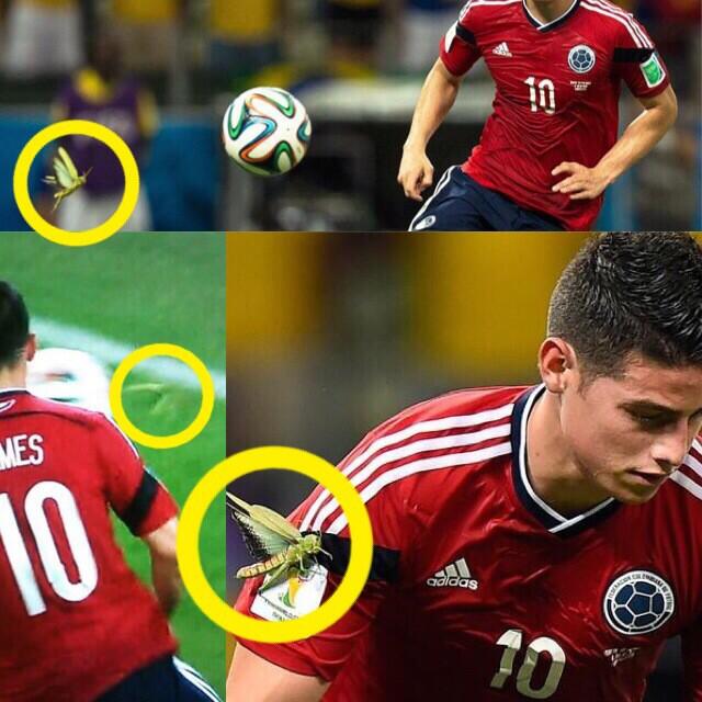 超サッカー速報 話題の動画あり オリンピック情報強化 話題の画像 準々決勝ブラジル対コロンビアの試合中 ハメス ロドリゲスの腕に大きなバッタがついていたと話題 試合中なんかついてると思ってたけど まさかこんな大きなバッタとは