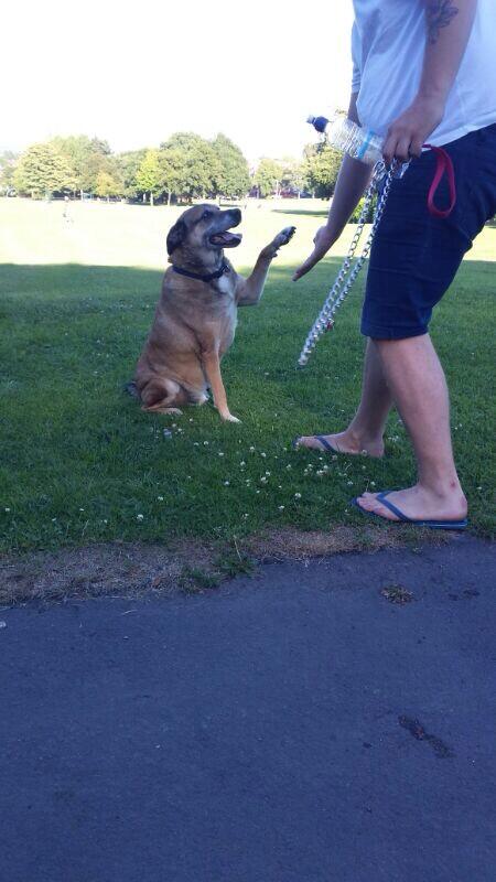 EllisBoardman's tweet photo. @beckylouisebell @Hunimonsta                Dog sitting http://t.co/s0CPQX6LKo