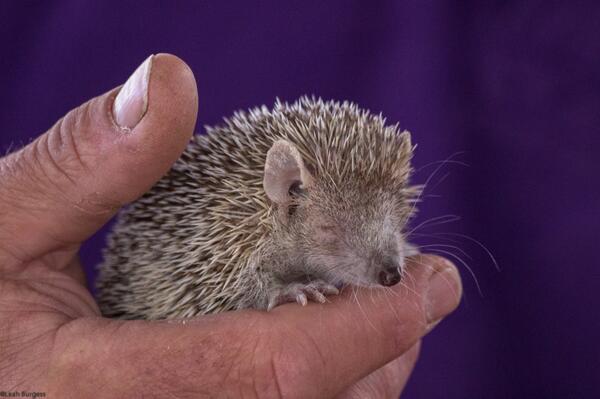 LeahBurgessIr's tweet photo. Tenrec from Madagascar at #tramore #PromFest2014 @Promfest2014 http://t.co/Vs3UJPNDHq