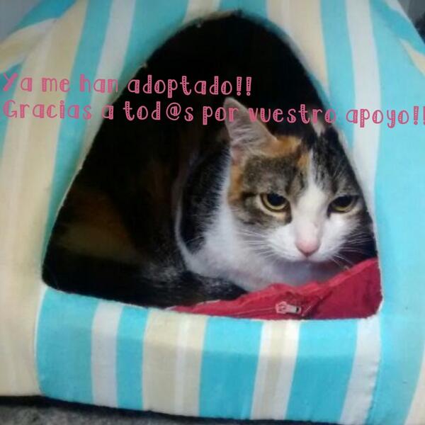 sandradhv's tweet image. Ya a sido adoptada Ayra!! Gracias a tod@s!! @REFUGIOLACANDEL @Defender_Animal #SegundaOportunidad #SosAyra
