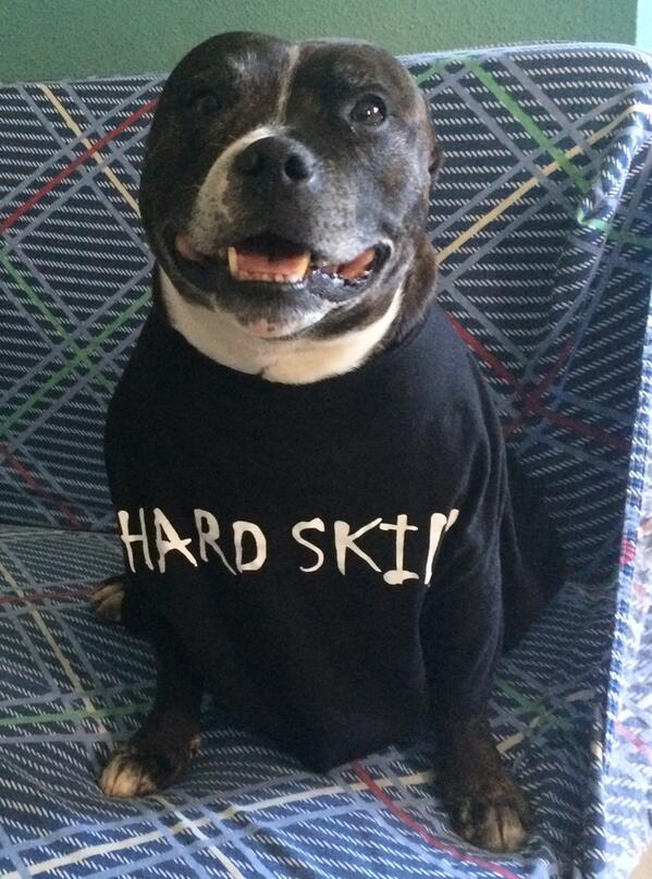 My dog alson pure hard skill