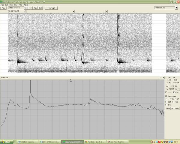 Exciting news! Probable (according to Jon Russ!) Nathusius Pipistrelle recorded in Worcs. Recorded on iBats transect