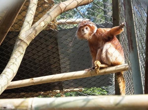 DamianAspinall's tweet image. As are the Javan langurs #JavaUpdate