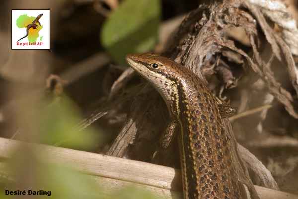 Bio_Dev_Inst's tweet photo. Scaly Sunday at the #AnimalDemographyUnit featuring the Eastern Coastal Skink (Trachylepis depressa) #reptiles http://t.co/DNiVYEsAEy