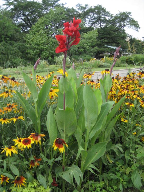 神代植物公園 ニュース 村はカンナの咲く頃となり と詩の一節にありますが 大芝生広場の北側のボーダー花壇にはカンナ が咲いています 農家の庭先などでは8月に咲き 8月の花という印象が強いですが もうカンナの時期になったのでしょうか Http T