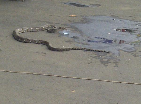 adimkbethan's tweet photo. Ularrnya. Bisa minum digelas tempat umum. @clowyANN @calvinwe @colvinge http://t.co/xhV5X1DUqp