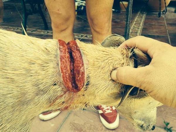 LASAnimal's tweet photo. https://t.co/cIsdiGTmUf #FUGA RESCATADO CON UNA SOGA INCRUSTADA EN SU CUELLO!! PADRINOS PARA CURARLE!! http://t.co/6LwkZ1XoA7
