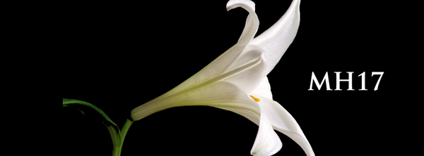 CharlesSimeth's tweet image. I feel sorry for all the lost souls. #MH17