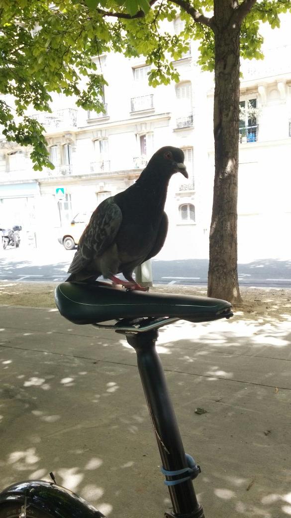 cyclo_fred's tweet photo. Y a un pigeon qui tente de me voler mon #velocargo  #bullitt ... ça va tranquille l'oiseau je te derange pas ?! :-P http://t.co/hVJ6955iaX