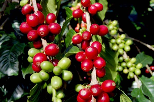 agro_siembra's tweet photo. CAFÉ #RepúblicaDominicana:
Vol. de Producción: 29,770 TM / Año
Vol. de Exportación: 2,250 TM/Año http://t.co/Gs8pCfhn1o