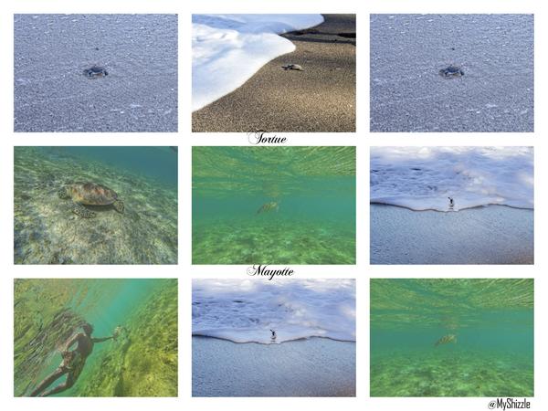 Tortue Verte : Descente de petites tortues à Moya + des tortues adultes en plein festin à Ngouja  #mayotte #Tortue