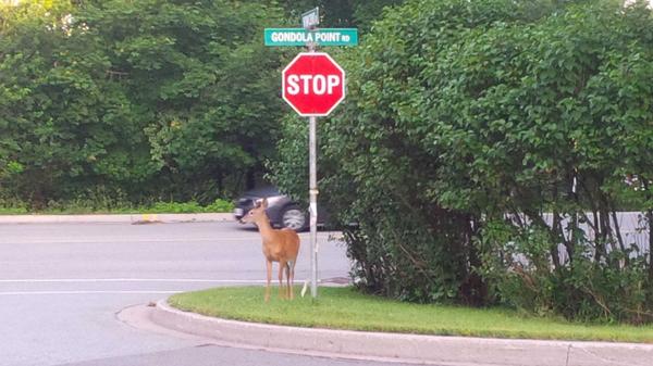 Rothesay_town's tweet photo. Deer in the valley Drive careful http://t.co/y5IOQ4oGkN
