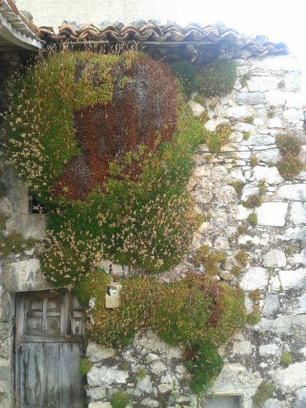 Living wall olde skool in Sotres, Asturias, Spain.