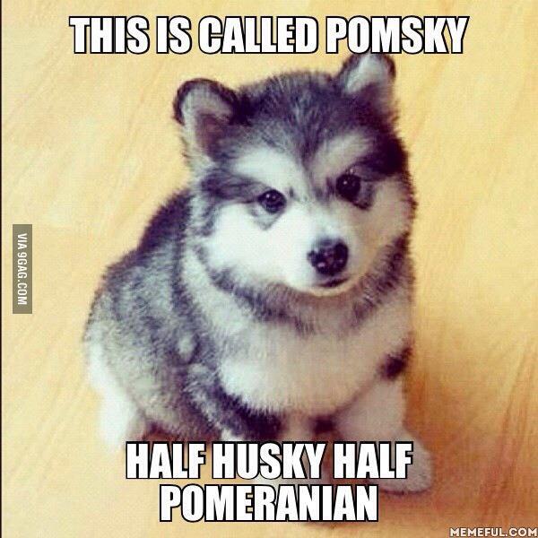 They stay about this size all their lives. Yes its ok to cry 9gag.com/gag/aZPAPXz?re…